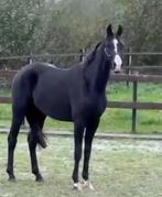Dressuurpaard, Animaux & Accessoires, Chevaux, Cheval de dressage, Débourré, 160 à 165 cm, Vermifugé