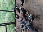 Bonte leghorn, Dieren en Toebehoren, Meerdere dieren, Kip