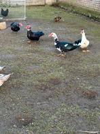 Barberie eend hanen, Eend