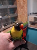 half tamme dwergpapegaai, Dieren en Toebehoren, Vogels | Parkieten en Papegaaien, Mannelijk, Dwergpapegaai of Agapornis, Tam