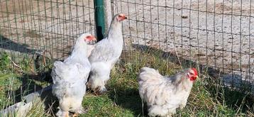 Hanen Brahma isabel - Cochin bobtail - Leghorn goudpatrijs, Mâle, Poule ou poulet