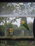 Onverwant koppel roestkop caique's, Dieren en Toebehoren, Vogels | Parkieten en Papegaaien