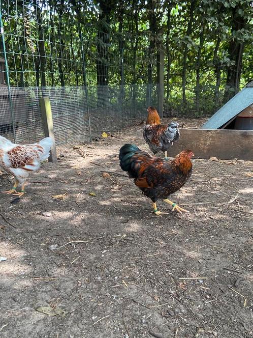 Wyandotte kriel, Dieren en Toebehoren, Pluimvee, Kip, Meerdere dieren