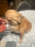 Chihuahua reutje 2.jaar echte raszuiver zeer mooi kleintje, België, Fokker | Hobbymatig, Reu, 1 tot 2 jaar