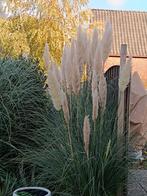 Gratis vaste planten, Tuin en Terras, Ophalen