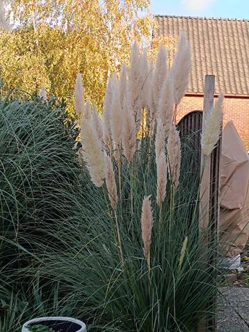 Gratis vaste planten  beschikbaar voor biedingen