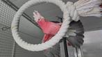 Rose kaketoe, Dieren en Toebehoren