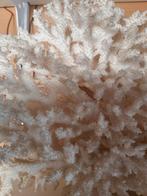 Koraal, Verzamelen, Ophalen