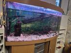 Aquarium, Animaux & Accessoires, Poissons | Aquariums & Accessoires, Enlèvement, Utilisé, Aquarium d'eau douce rempli