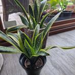 sanseveria's, Huis en Inrichting, Kamerplanten, Ophalen of Verzenden