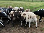 Baggerbonte schapen lammers bokken ooien, Dieren en Toebehoren, Schapen, Geiten en Varkens, Meerdere dieren, Schaap, 0 tot 2 jaar