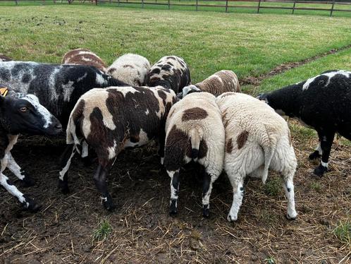 Baggerbonte schapen lammers bokken ooien, Dieren en Toebehoren, Schapen, Geiten en Varkens, Schaap, Meerdere dieren, 0 tot 2 jaar