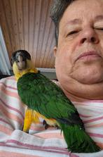 Mooie Zwartkop Caique met DNA, Geringd