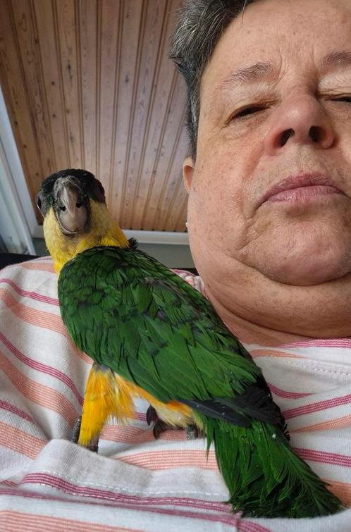 Mooie Zwartkop Caique met DNA, Dieren en Toebehoren, Vogels | Parkieten en Papegaaien, Geringd
