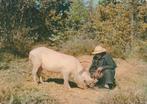 VARKEN  ZOEKT  TRUFFELS  ( Périgord Fr. ) + mooie postzegel!, Verzenden, 1960 tot 1980, Gelopen, Overige soorten