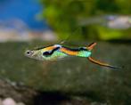 Endler Guppy man, Dieren en Toebehoren, Vissen | Aquariumvissen