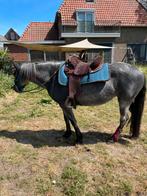 Gangenpaard merrie, Dieren en Toebehoren, Pony's, Zadelmak, Gechipt, 11 jaar of ouder, Recreatiepony