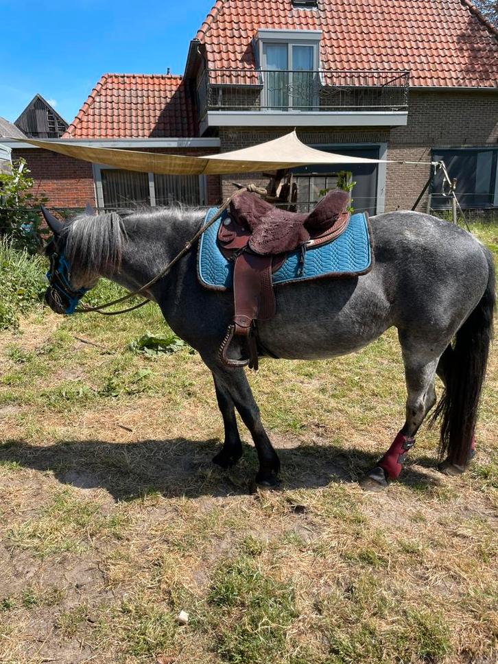 Gangenpaard merrie, Dieren en Toebehoren, Pony's, Merrie, Zadelmak, E pony (1.48m - 1.57m), Recreatiepony, 11 jaar of ouder, Gechipt