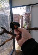 mainate intermediares , beos 2025, Animaux & Accessoires, Oiseaux | Oiseaux Autre