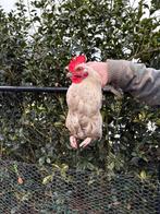 Haan, Dieren en Toebehoren