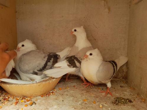 Vlaanderse smierels en Belgische tuimelaars, Dieren en Toebehoren, Vogels | Duiven