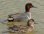 Amerikaanse wintertaling, Meerdere dieren, Eend