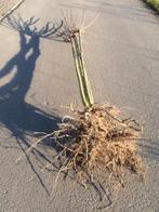 Bolesdoorn Acer Globosum, Enlèvement