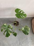 Monstera deliciosa mint, Ophalen