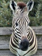Zebra kop opgezette, Antiek en Kunst, Ophalen
