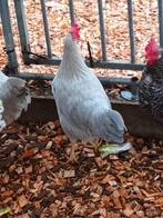 Jonge legkip isabel leghorn, Dieren en Toebehoren, Vrouwelijk, Kip