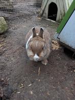 Kleurdwergjes, Dieren en Toebehoren