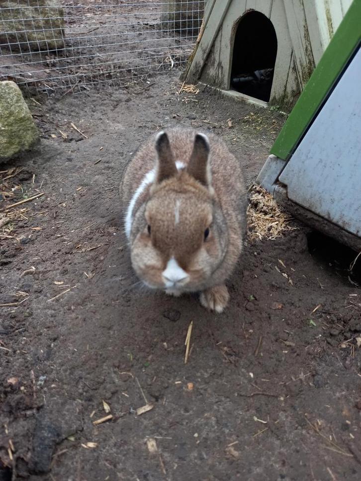 Kleurdwergjes, Dieren en Toebehoren, Konijnen