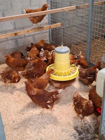 Bruine kippen beginnen te leggen 