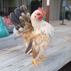 Jonge Serrama haantjes, Dieren en Toebehoren, Pluimvee, Mannelijk, Kip