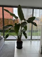 Paradijsvogelbloem, Enlèvement, 200 cm ou plus