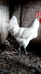 Jonge hanen poule de Bresse, Dieren en Toebehoren