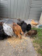 Grote kuikens, Dieren en Toebehoren, Pluimvee, Meerdere dieren, Kip