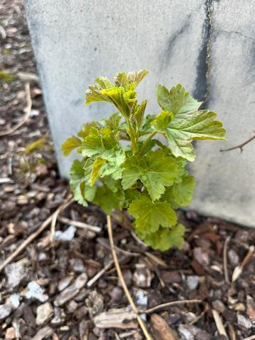 Rode bes plantje aalbes, Enlèvement