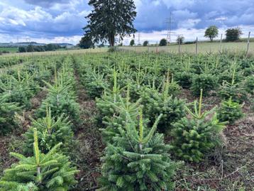 Sapin de noël Nordmann, Enlèvement, Neuf