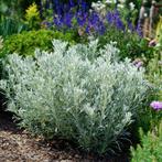 Artemisia, Tuin en Terras, Ophalen