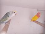 3x koppel en 2 losse roseicolli