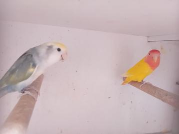 3x koppel en 2 losse roseicolli beschikbaar voor biedingen