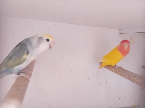 3x koppel en 2 losse roseicolli, Dieren en Toebehoren, Vogels | Parkieten en Papegaaien