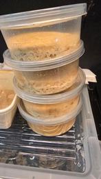 Microwormen - supervoer voor kleine baby vissen, Dieren en Toebehoren