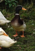 Leuke indische loopeend mix, Dieren en Toebehoren