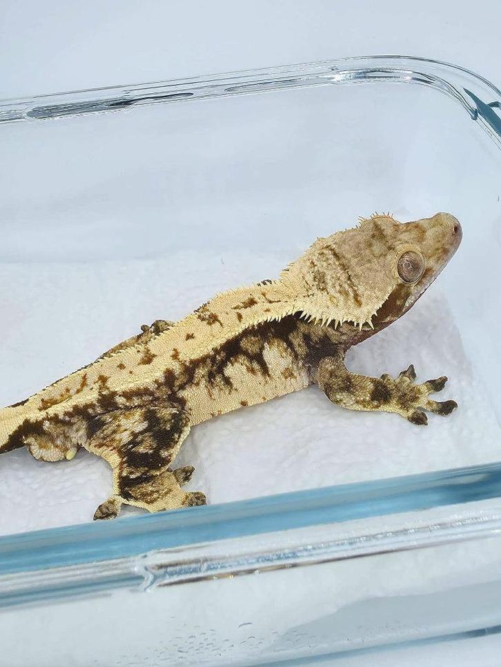 1.0 RTB/kweekklaar extreme Tricolor wimpergekko man SALE, Dieren en Toebehoren, Reptielen en Amfibieën, Hagedis, 0 tot 2 jaar