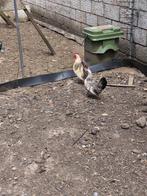 Haan, Dieren en Toebehoren, Pluimvee