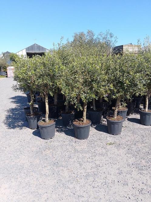 Olijfbomen, Tuin en Terras, Planten | Bomen, Olijfboom, Volle zon, Zomer, In pot, Ophalen