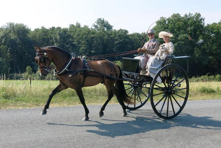 Authentieke koets, Spindle Back Gig uit Londen, Dieren en Toebehoren, Rijtuigen en Koetsen, Gebruikt, Overige typen, Paard