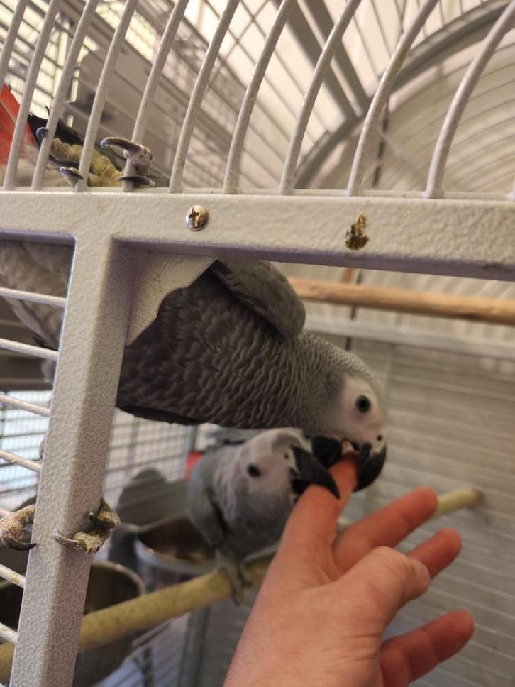 Gris de Gabon eam, Dieren en Toebehoren, Vogels | Parkieten en Papegaaien